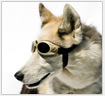 Laser Safety Doggles